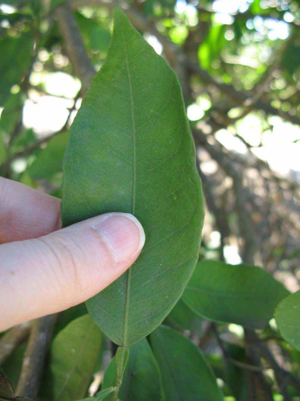              Unifoliolate leaf (Winter Haven, FL)       